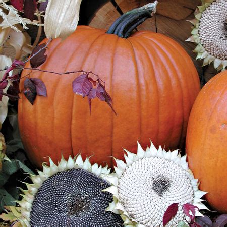 Fall Crafts: Making Pumpkin Magic Lanterns for the Season